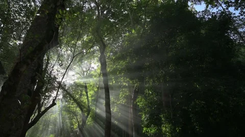 Walk through the mystical forest under illuminated sunlight. Видео 248952394