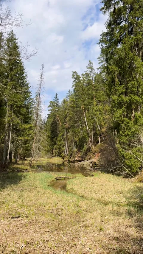 A walk through a nature reserve in spring Stock Footage 334232175