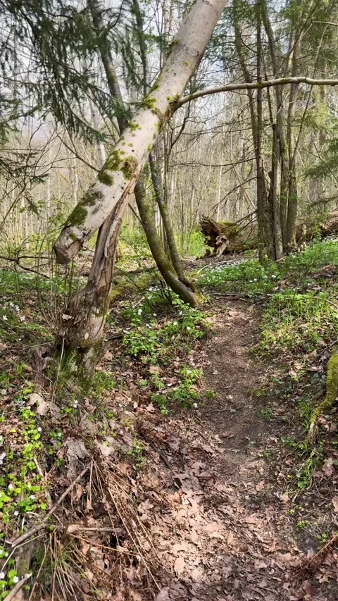 A walk through a nature reserve in spring Stock Footage 334232179