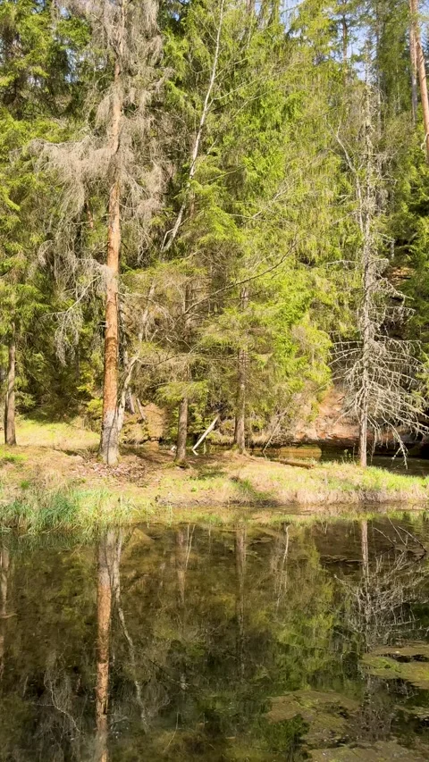 A walk through a nature reserve in spring Stock Footage 334232183