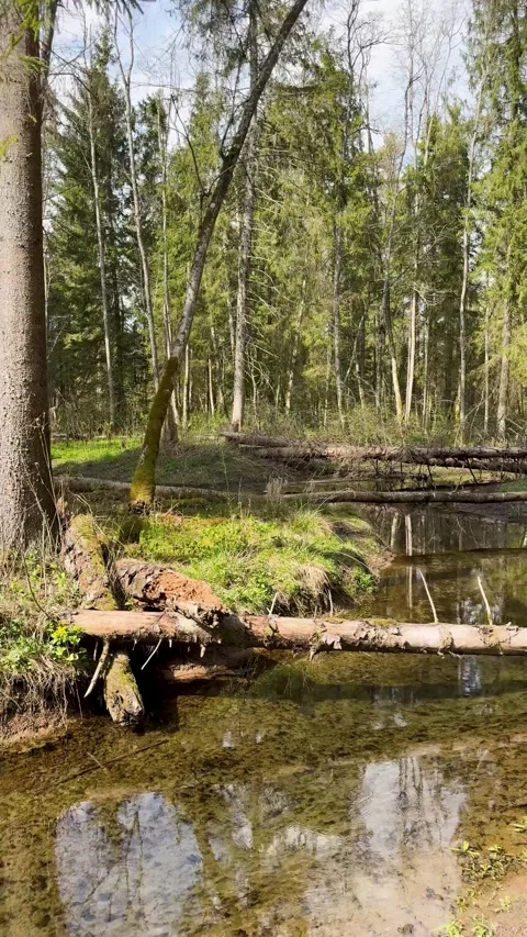 A walk through a nature reserve in spring Stock Footage 334232188