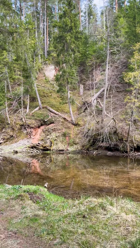 A walk through a nature reserve in spring Stock Footage 334232197