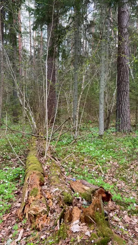 A walk through a nature reserve in spring Stock Footage 334232203