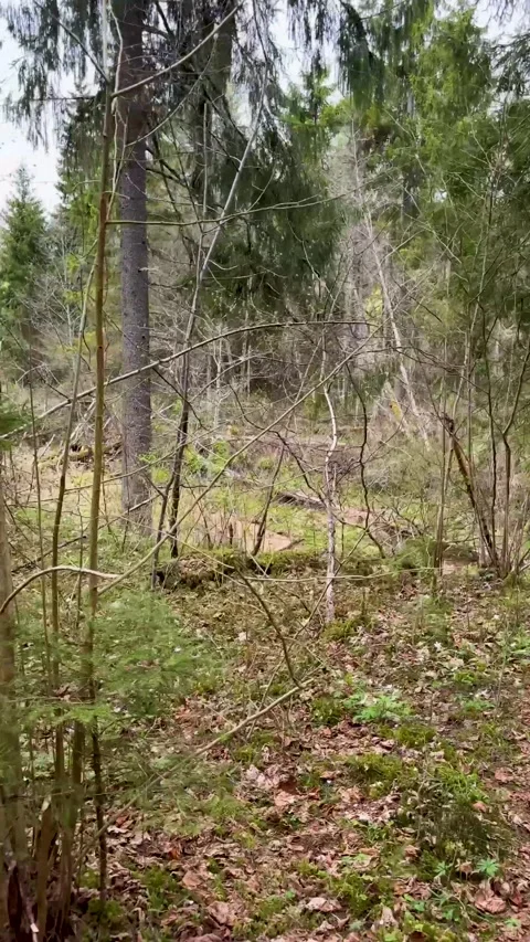 A walk through a nature reserve in spring Stock Footage 334232214