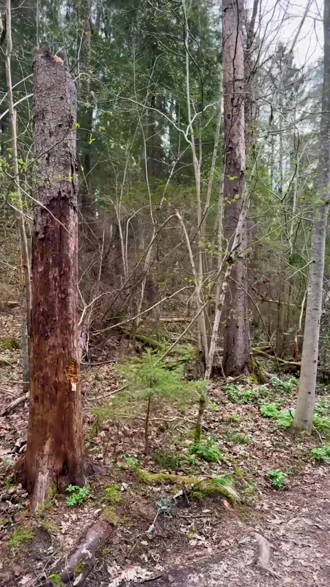 A walk through a nature reserve in spring Stock Footage 334232237