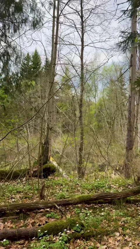 A walk through a nature reserve in spring Stock Footage 334232247