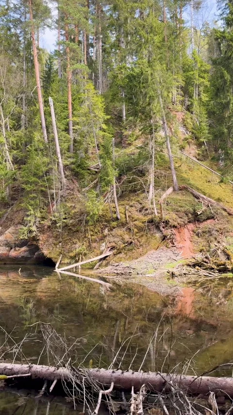 A walk through a nature reserve in spring Stock Footage 334232259
