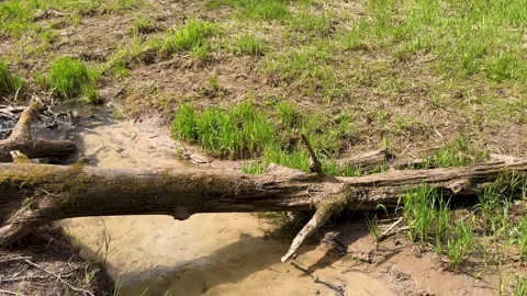 A walk through a nature reserve in spring Stock Footage 334232263