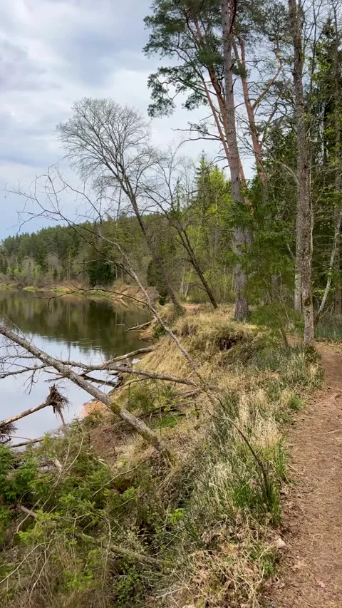 A walk through a nature reserve in spring Stock Footage 334232287