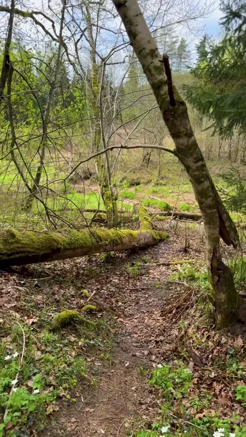 A walk through a nature reserve in spring Stock Footage 334232304