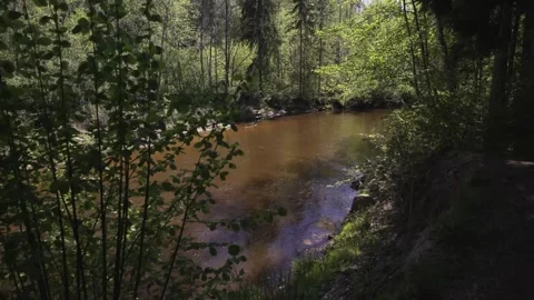 A walk through a nature reserve in spring Stock Footage 335618961