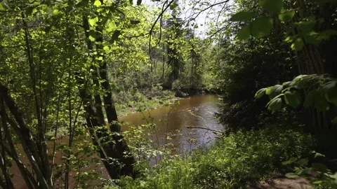 A walk through a nature reserve in spring Stock Footage 335618967