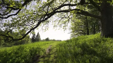 A walk through a nature reserve in spring Stock Footage 335743629