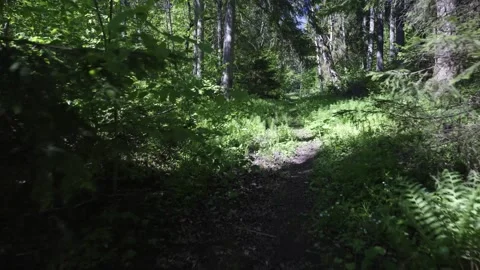 A walk through a nature reserve in spring Stock Footage 335743685