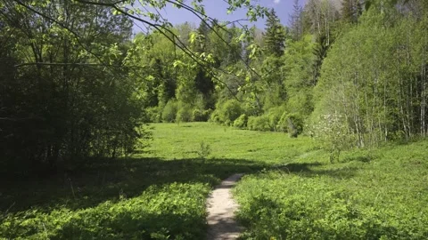 A walk through a nature reserve in spring Stock Footage 335743686