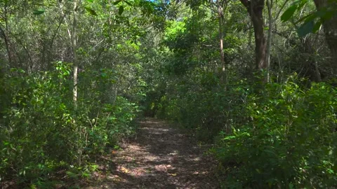 Walk through a nature trail at Tree Tops Park - Davie, Florida, USA Stock Footage 170746468