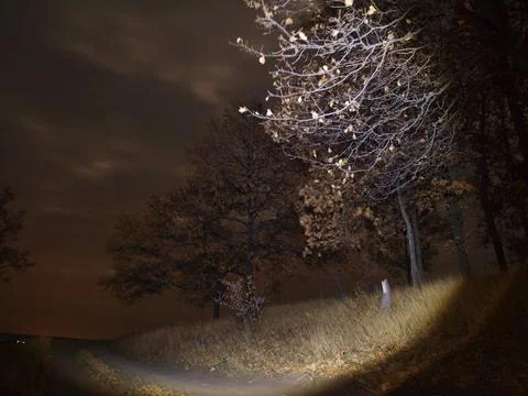 Walk through the night forest Stock Photos