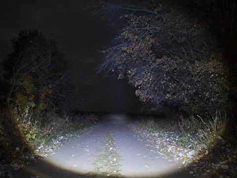 Walk through the night forest Stock Photos
