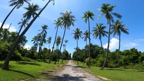 Walk through the palm grove Stock-Footage 156867642