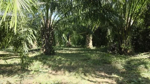 Walk through palm trees Stock Footage 148733905