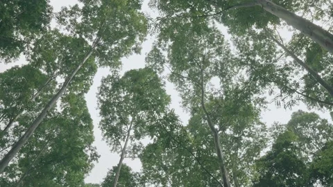 Walk through the park with big green trees Stock Footage 214580596
