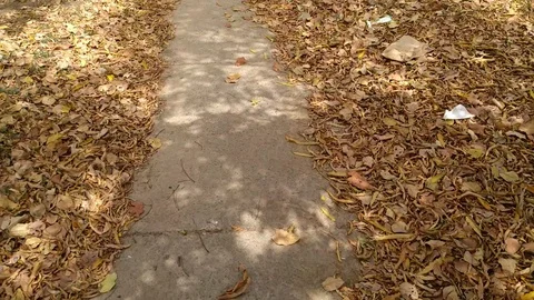 A walk through park covered with dry leaves, accompanied by nature sound Stock Footage
