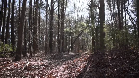 Walk through park Video stock 153563793