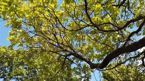 Walk through park looking up at foliage of lime trees 4k Stock Footage 111513050