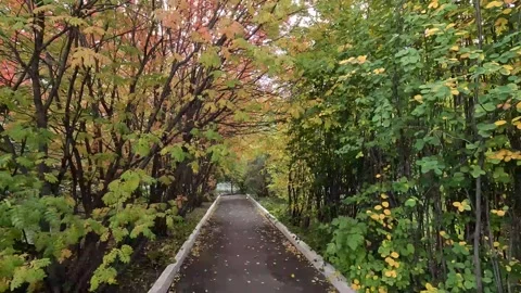 A walk through the park, Mountain ash is a deciduous tree 09/15/2024 Stock Footage 272494723