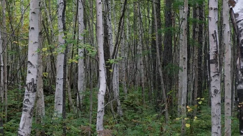 Walk through pine-birch forest, summer,taiga. Russia. Bushes, tall trees closeup Stock Footage 121082058