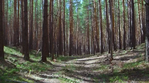 Walk through the pine forest on a bright sunny day. The camera moves along the Video stock 152669997