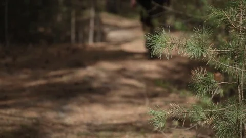 Walk through the pine forest. 動画素材 75752121