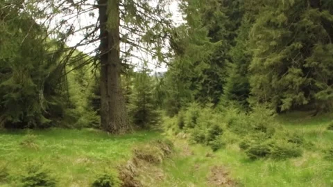 Walk through the pine forest Stock Footage 141105859