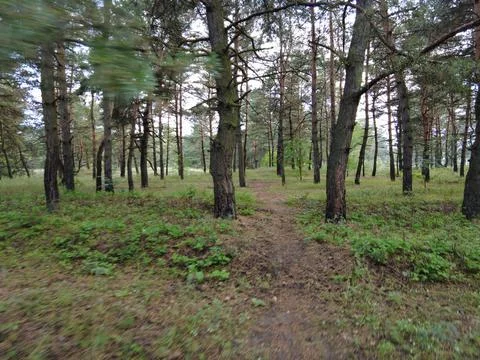 Walk through the pine forest. path in the forest. Road in a beautiful forest. Stock Photos