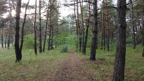 Walk through the pine forest. path in the forest. Road in a beautiful forest. Fotos Stock