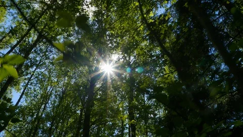 Walk through the pine forest on a Sunny day Stock Footage 90771446