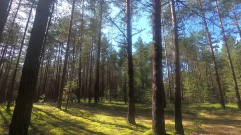  Walk through the pine forest on a sunny summer day. Slow motion. Stock Footage 116018185