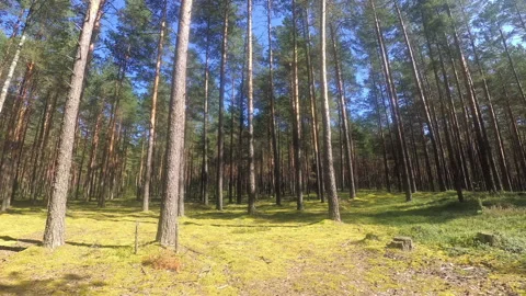  Walk through the pine forest on a sunny summer day. Slow motion. Stock Footage 116018357