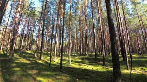 Walk through the pine forest on a sunny summer day. The camcorder turns from rig Stock Footage 116162947