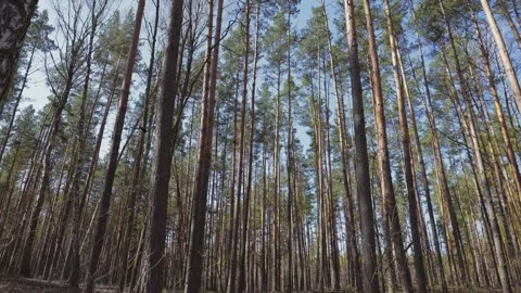 A walk through a pine forest on a sunny day, looking upwards towards the canopy Video stock 279992855
