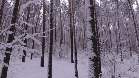 Walk Through the Pine Forest, Trees in the Snow Stock Footage 99989851