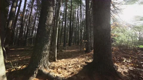 Walk through pine forest with wide angle view Stock Footage 147940498