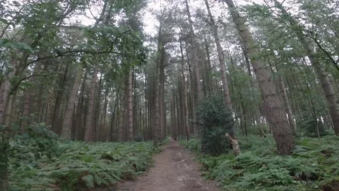 Walk Through Pine Tree Forest Video stock 186148025