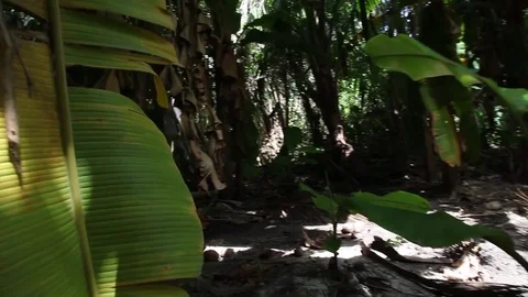 A walk through the plants of an island Stock Footage 82499150