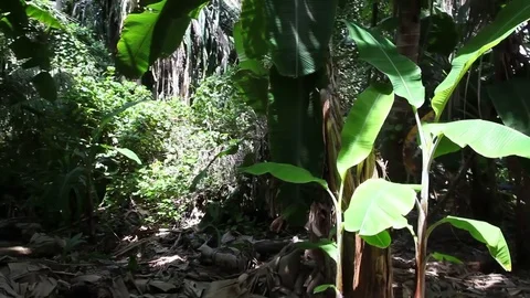 A walk through the plants of an island Stock Footage 82499754