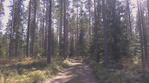 Walk through a quiet forest Video stock 98659718