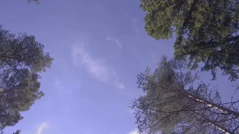 Walk through a quiet forest 스톡 동영상 98660415