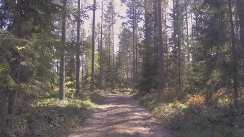 Walk through a quiet forest Video stock 98661410