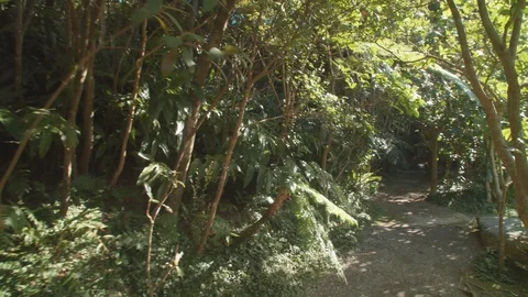 Walk through the rain forest Stock Footage 125410952