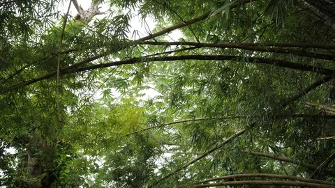 Walk through the rainforest 2 Stock Footage 103233003